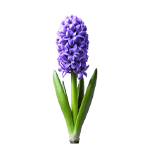 Hyacinth