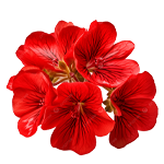 Geranium