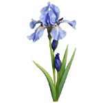 Iris