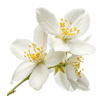 Jasmine