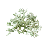 Oakmoss