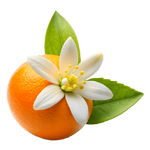 Orange Blossom
