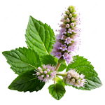 Patchouli