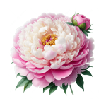 Peony
