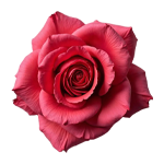 Turkish Rose