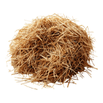 Vetiver