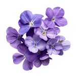 Violet
